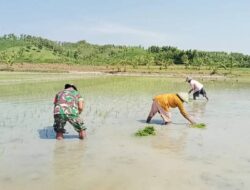 Babinsa Koramil 09/Randublatung Dukung Program Ketahanan Pangan, Bantu Petani Tanam Padi