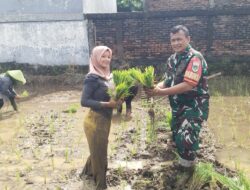 Babinsa Kelurahan Drajat Turun Ke Sawah, Dukung Petani Tanam Padi, Sukseskan Swasembada Pangan Nasional.