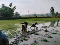 Babinsa Kadengan Dukung Ketahanan Pangan Dengan Dampingi Petani Tanam Padi