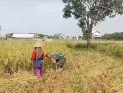 Babinsa Kelurahan Larangan Dampingi Poktan Sipanggang Jaya Laksanakan Panen Padi