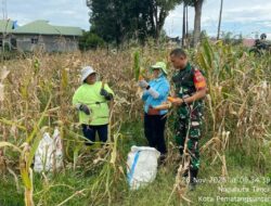 Babinsa Bantu Panen Jagung, Wujud Kepedulian TNI Pada Warga Nagahuta Timur