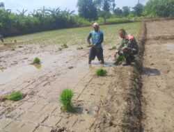 Wujudkan Swasembada Pangan, Babinsa Larangan Dampingi Poktan Tanam Padi Program Tanam Ketiga