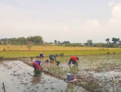 Tingkatkan Ketahanan Pangan, Babinsa Koramil 06 Jiken Dampingi Petani Tanam Padi