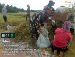 Kebersamaan Babinsa Dan Petani Warnai Panen Padi Di Siantar Marihat