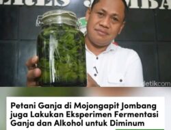 Hobi Bertani Disalahgunakan, Pria di Jombang Sulap Rumah Kontrakan Jadi Greenhouse Ganja