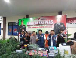 Terbongkar! Jaringan Budidaya Ganja Di Jombang, Polisi Amankan 156 Pohon Dan Empat Tersangka Lintas Daerah