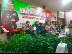 Budidaya Ganja Di Jombang, Polisi Amankan 156 Pohon Dan Empat Tersangka Lintas Daerah
