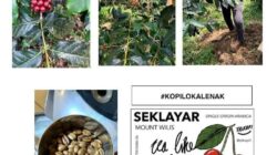 Pemerintah Mendorong Peningkatan Produktivitas Kopi Nasional Sumber Dana Tahun 2025 Rp 289 Milliar