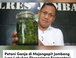Petani Ganja Di Mojongapit Jombang Juga Lakukan Eksperimen Fermentasi Ganja Dan Alkohol Untuk Diminum