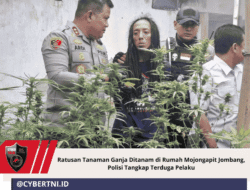 Ratusan Tanaman Ganja Ditanam di Rumah Mojongapit Jombang, Polisi Tangkap Terduga Pelaku
