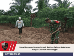 Bahu-Membahu Dengan Petani, Babinsa Dukung Ketahanan Pangan Di Dolok Batunanggar