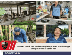Kotoran Ternak Sapi Sumber Energi Biogas Skala Rumah Tangga Cukupi Kebutuhan Sehari-Hari