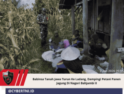 Babinsa Tanah Jawa Turun Ke Ladang, Dampingi Petani Panen Jagung Di Nagori Bahjambi II