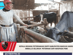 Kepala Bidang Peternakan DKPP Kabupaten Madiun Harris Imballo Seluruh  Peternak Sapi Waspada PMK