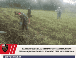 Babinsa Dolok Silau Membantu Petani Pemupukan Tanaman Jagung Dan Beri Semangat Demi Hasil Maksimal