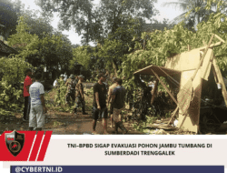 TNI–BPBD Sigap Evakuasi Pohon Jambu Tumbang Di Sumberdadi Trenggalek