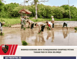 Babinsa Koramil 0814-15/Mojowarno Dampingi Petani Tanam Padi di Desa Selorejo