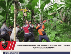 Sinergi Tangani Bencana, TNI Polri Bersama BPBD Tangani Pohon Kelapa Tumbang