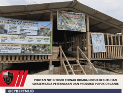 Poktan Niti Utomo Ternak Domba Untuk Kebutuhan Swasembada Peternakan dan Produksi Pupuk Organik