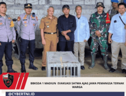 BBKSDA 1 Madiun  Evakuasi Satwa Ajag Jawa Pemangsa Ternak Warga