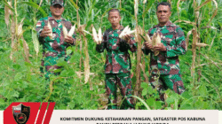 Komitmen Dukung Ketahanan Pangan, Satgaster Pos Kabuna Panen Perdana Jagung Hibrida