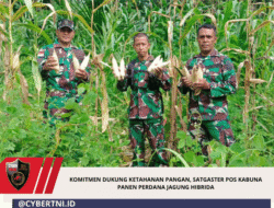 Komitmen Dukung Ketahanan Pangan, Satgaster Pos Kabuna Panen Perdana Jagung Hibrida