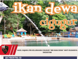 Hasil Kajian LPM Kelurahan Cigugur “800 Ikan Dewa” Mati Rusaknya Ekosistem