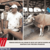 Pemkab Bireuen Salurkan 95 Ekor Sapi Untuk Daging Meugang Bantuan Dari Presiden Prabowo