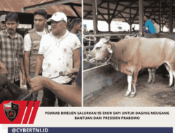 Pemkab Bireuen Salurkan 95 Ekor Sapi Untuk Daging Meugang Bantuan Dari Presiden Prabowo