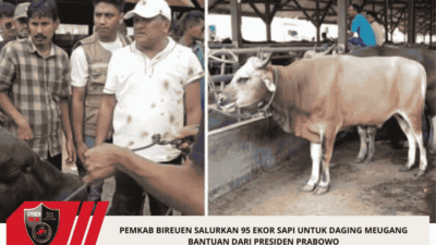 Pemkab Bireuen Salurkan 95 Ekor Sapi Untuk Daging Meugang Bantuan Dari Presiden Prabowo