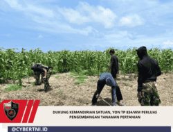 Dukung Kemandirian Satuan, Yon TP 834/WM Perluas Pengembangan Tanaman Pertanian