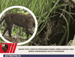 Macan Tutul Turun ke Permukiman Warga Lereng Gunung Lawu, Warga Tawangmangu Diliputi Kecemasan