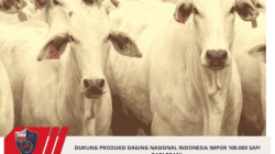 Dukung Produksi Daging Nasional Indonesia Impor 100.000 Sapi Dari Brasil