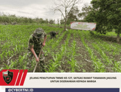 Jelang Penutupan TMMD ke-127, Satgas Rawat Tanaman Jagung Untuk Diserahkan Kepada Warga