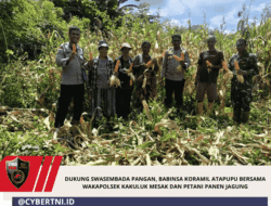 Dukung Swasembada Pangan, Babinsa Koramil Atapupu Bersama Wakapolsek Kakuluk Mesak dan Petani Panen Jagung