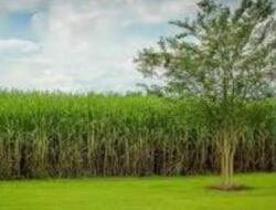 Keprihatinan Petani Tebu,Dear Mr. Presiden Prabowo