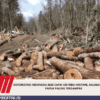 Deforestasi Indonesia 2025 Capai 433 Ribu Hektare, Kalimantan dan Papua Paling Terdampak