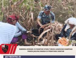 Babinsa Koramil 01/Siantar Utara Turun Langsung Dampingi Panen Jagung Warga di Pematang Siantar