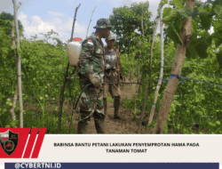 Babinsa Bantu Petani Lakukan Penyemprotan Hama Pada Tanaman Tomat
