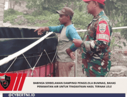 Babinsa Serbelawan Dampingi Pengelola BUMNag, Bahas Perawatan Air untuk Tingkatkan Hasil Ternak Lele