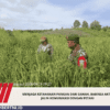 Menjaga Ketahanan Pangan Dari Sawah, Babinsa Aktif Jalin Komunikasi Dengan Petani