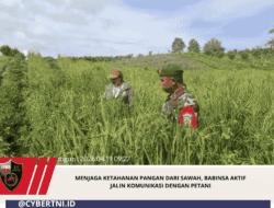 Menjaga Ketahanan Pangan Dari Sawah, Babinsa Aktif Jalin Komunikasi Dengan Petani