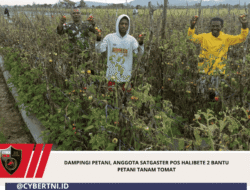 Dampingi Petani, Anggota Satgaster Pos Halibete 2 Bantu Petani Tanam Tomat