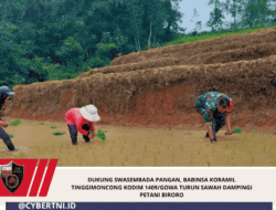 Dukung Swasembada Pangan, Babinsa Koramil Tinggimoncong Kodim 1409/Gowa Turun Sawah Dampingi Petani Biroro
