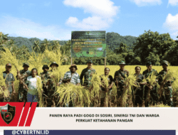 Panen Raya Padi Gogo di Sosiri, Sinergi TNI dan Warga Perkuat Ketahanan Pangan