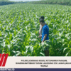 Polres Jombang Kawal Ketahanan Pangan, Bhabinkamtibmas Turun Langsung Cek Lahan Jagung Warga