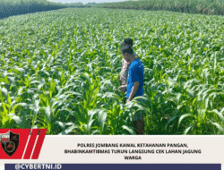 Polres Jombang Kawal Ketahanan Pangan, Bhabinkamtibmas Turun Langsung Cek Lahan Jagung Warga