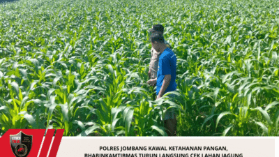 Polres Jombang Kawal Ketahanan Pangan, Bhabinkamtibmas Turun Langsung Cek Lahan Jagung Warga