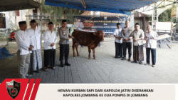 Hewan Kurban Sapi dari Kapolda Jatim Diserahkan Kapolres Jombang ke Dua Ponpes di Jombang