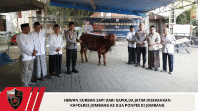 Hewan Kurban Sapi dari Kapolda Jatim Diserahkan Kapolres Jombang ke Dua Ponpes di Jombang